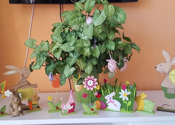 Sweet Butterflies Brasov